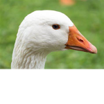 Club goose
