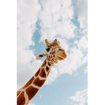 Niamh’s Beautiful Giraffes