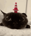 xinn followers