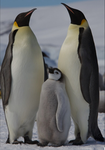 ThePenguinPeeps