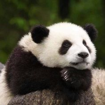 pandadiva