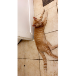 Kitten Kayla
