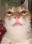 golly i love jackerbob