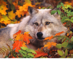Autumn Wolf Pack
