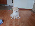 프라데이나이트펌킨