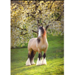 Pulled star horse riding academy