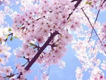 Blossombloos army