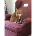 The whiskers club