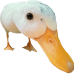 Pantheon Community
