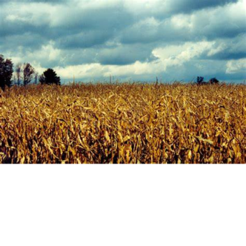 the sword fighting field