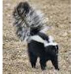 Skunks Of Roblox