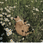 KittySun