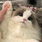 catcattacat