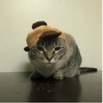 Platacats
