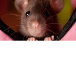 The Rats United Fan Group!!!