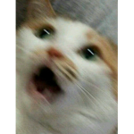 Memehub:)