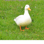 The Big Ducks!