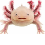 Axolotl Assemble Clan