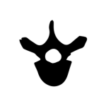 vertebrae