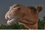 Camels United
