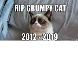 grumpy cats funeral
