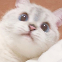neko