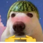 amigos de lua
