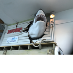 Shark attack story