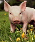 we love the pigs!