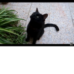 Cartoon cat 57321