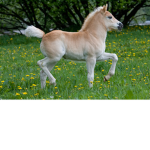 pony group , feel magic!