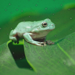-froggy’s-