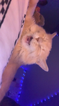 Teddytearsxxx