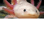 Axolotl Pros Yes.
