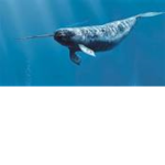 Nifty Narwhals