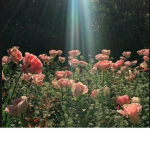 Flowgarden
