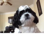 Chase The Shih Tzu