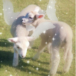 serenity ୨୧
