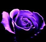 Whiterose group