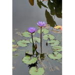 Purple Water Lily