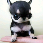 nubcitos