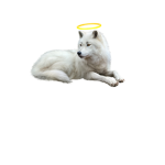 AngelWolves