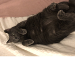 PIDHHJ
