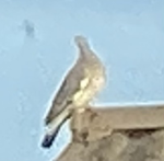 Find The Pigeons: the development group