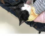 Kiwi kitty x