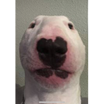 Walter doggy