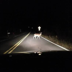 Grown Antlers