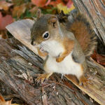 Kingdom Of The Squirrels!