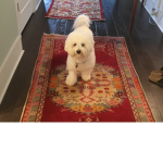 Cotton ball