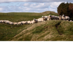 SHEEP GANG BOI